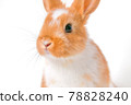 Cute rabbit on white background 78828240