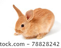 Cute rabbit on white background 78828242