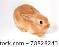 Cute rabbit on white background 78828243