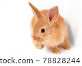 Cute rabbit on white background 78828244