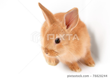 白色背景上的可愛兔子 78828244
