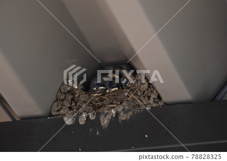 Cheerful swallow chick Cheerful swallow chick 78828325
