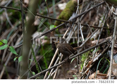 Little bird wren 78828330