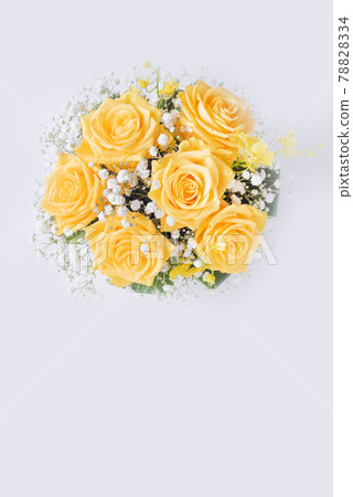 白色背景上的黃玫瑰 白色背景上的黃玫瑰 78828334