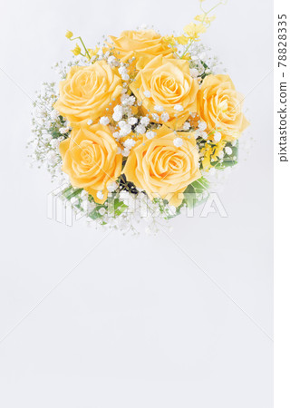 白色背景上的黃玫瑰 白色背景上的黃玫瑰 78828335