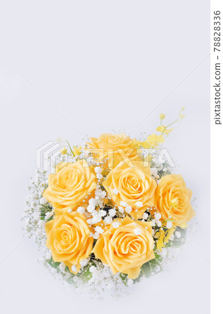 Yellow rose on white background Yellow rose on white background 78828336
