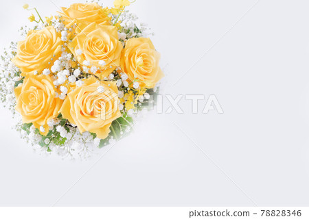 Yellow rose on white background Yellow rose on white background 78828346