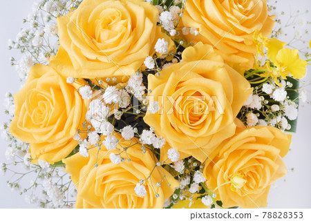 Yellow rose on white background Yellow rose on white background 78828353