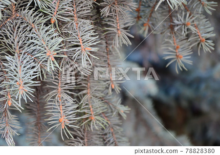 Green branch of a coniferous tree in springtime Green branch of a coniferous tree in springtime 78828380
