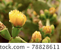 Cactus flower 78828611