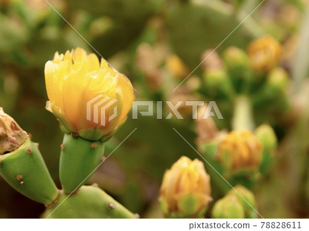 Cactus flower Cactus flower 78828611