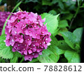 hydrangea   78828612