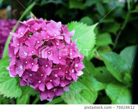 hydrangea   78828612