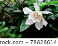 Gardenia flower　 78828614