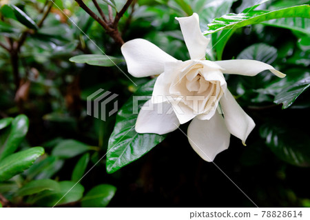 Gardenia flower　 78828614