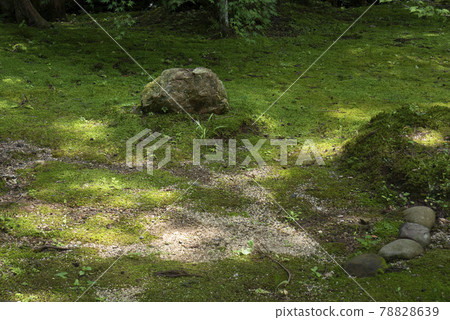 Mossy ground Mossy ground 78828639