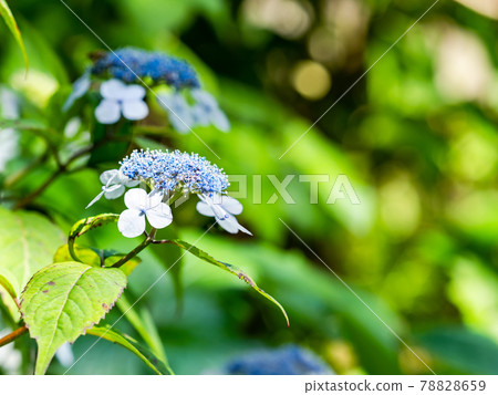 雨季的風景 美麗的繡球花 雨季的風景 美麗的繡球花 78828659