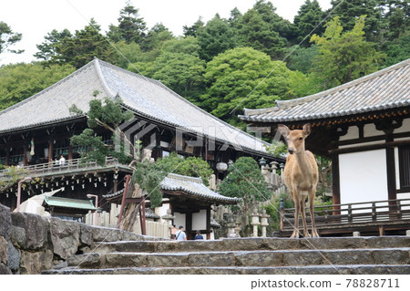 Deer staring at a sacred temple Nara Deer staring at a sacred temple Nara 78828711