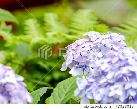 Scenery during the rainy season Beautiful hydrangea Scenery during the rainy season Beautiful hydrangea 78828813