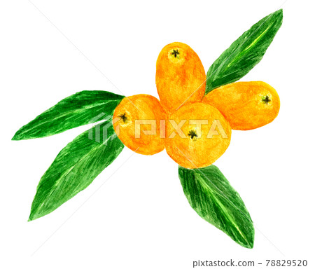 Watercolor illustration of loquat with leaves 78829520