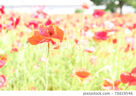 罌粟紅花田春景美麗清新可愛的綠色淡色散景 78829546