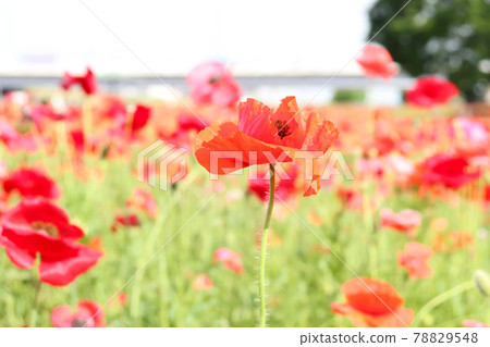 罌粟紅花田春景美麗清新可愛的綠色自然紅 78829548
