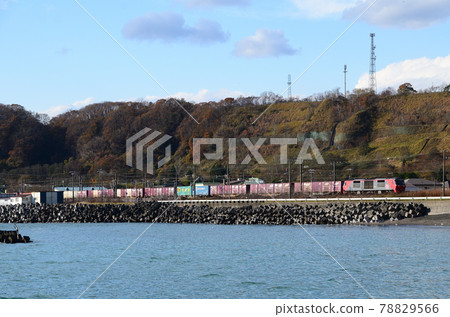 沐浴著深秋斜光，沿著登別市海岸線開往札幌的貨運列車 78829566