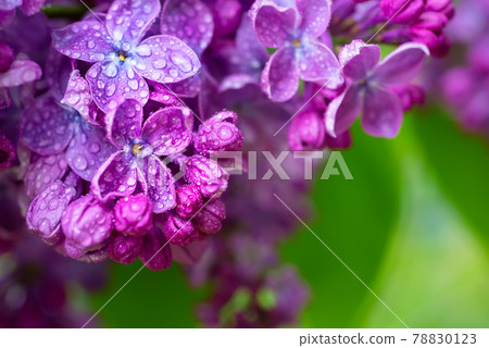 Lilac flowers macro Lilac flowers macro 78830123