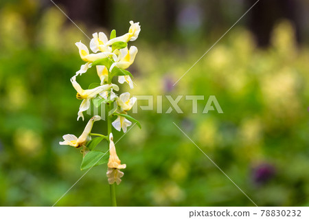 Yellow flower Sprin messenger Hollow-root, Corydalis Lutea, blooms in spring. 78830232