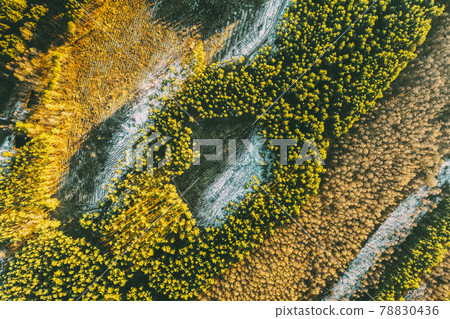 Aerial View Of Deciduous Trees Without Foliage Leaves And Green Forest In Landscape At Early Spring. Pine Forest In Deforestation Area Landscape. Drone View. Bird's Eye View Aerial View Of Deciduous Trees Without Foliage Leaves And Green Forest In Landscape At Early Spring. Pine Forest In Deforestation Area Landscape. Drone View. Bird's Eye View 78830436