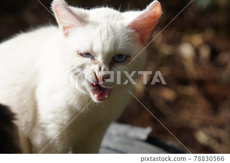 Three stray cat brothers and a childhood friend, a white cat, wait for rice together 78830566