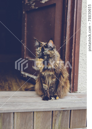 Maine Coon cat and old door. Vintage countryside cat, Maine Coon cat and old door. Vintage countryside cat, 78830655