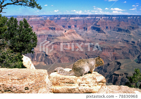 Iwaris on a stone with a magnificent Grand Canyon in the background 78830968