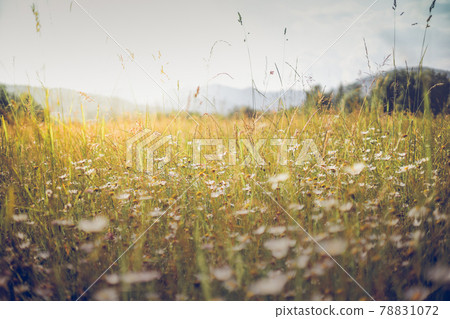 Summer meadow landscape. Sunshine, wildflowers blurred background, bokeh Summer meadow landscape. Sunshine, wildflowers blurred background, bokeh 78831072