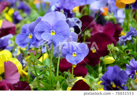 Multicolor pansy flowers or pansies close up as background or card 78831553