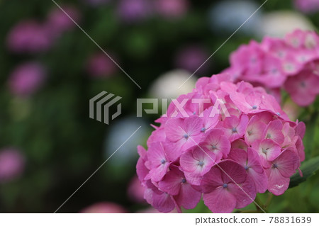  hydrangea 78831639