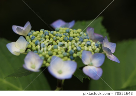 繡球 繡球 78831648