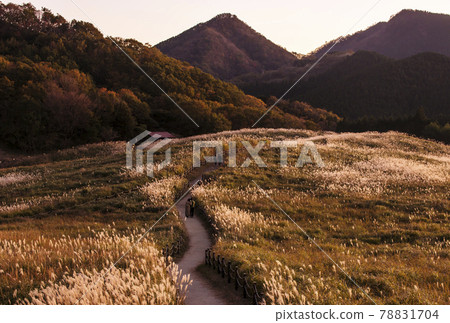 Soni Plateau, a famous place for Japanese pampas grass, autumn scenery, sightseeing spots in Nara 78831704