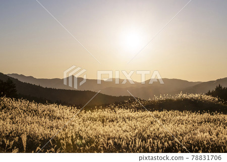 Soni Kogen, a sightseeing spot in Nara, a famous spot for Japanese pampas grass, autumn scenery 78831706