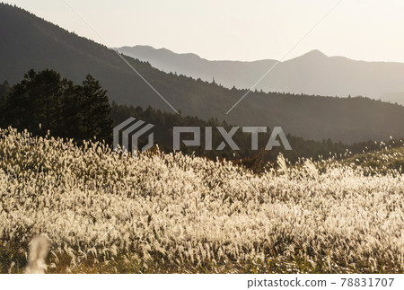 Soni Kogen, a famous spot for Japanese pampas grass, a sightseeing spot in Nara, an autumn landscape 78831707