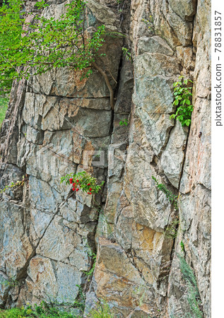 All kinds of plants in crevices of the rock All kinds of plants in crevices of the rock 78831857