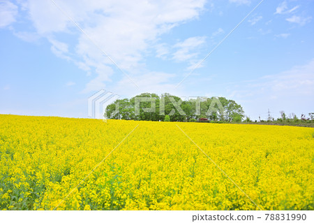 Rape field spring tradition Rape field spring tradition 78831990