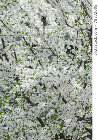 Close up of blossoming green apple tree with white flowers 78832008