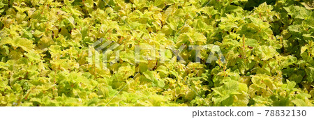 Close up colorful yellow coleus plant in a garden. Top view 78832130