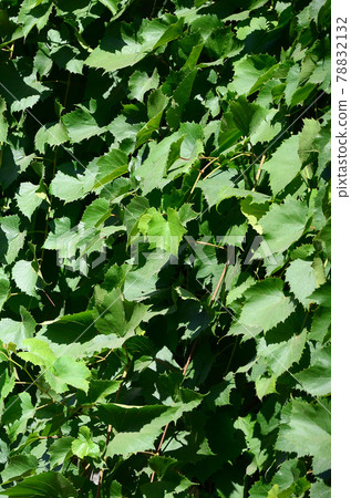 Texture of a wall overgrown with ivy from green leaves in a vineyard 78832132