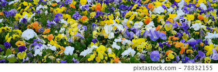 Multicolor pansy flowers or pansies close up as background or card Multicolor pansy flowers or pansies close up as background or card 78832155