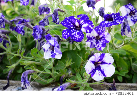 Beautiful violet petunia flowers in Floral Detail Background Image 78832401