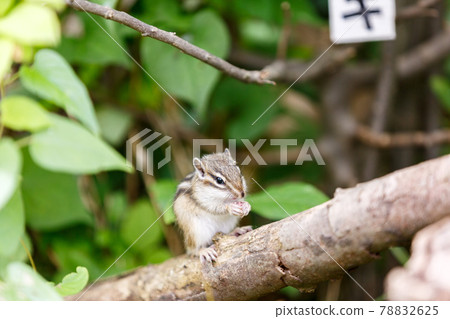 Saitama City Risu no Ie Chipmunk 78832625