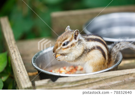 埼玉市 Risu no Ie 花栗鼠 78832640