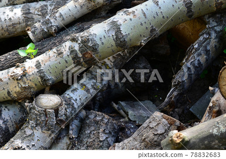 Closeup of firewood from old poplar with rough white bark 78832683
